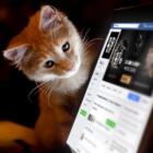 Продвижение наполнителя для котов в Фэйсбук